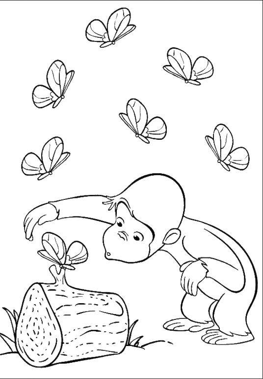 Название: Раскраска Обезьяна смотрит на бабочку. Категория: Бабочка. Теги: бабочка, обезьяна.