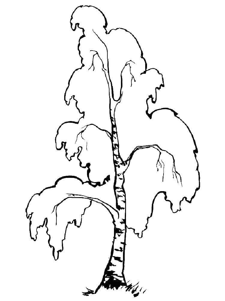 Coloring A lonely birch. Category tree. Tags:  birch, tree.