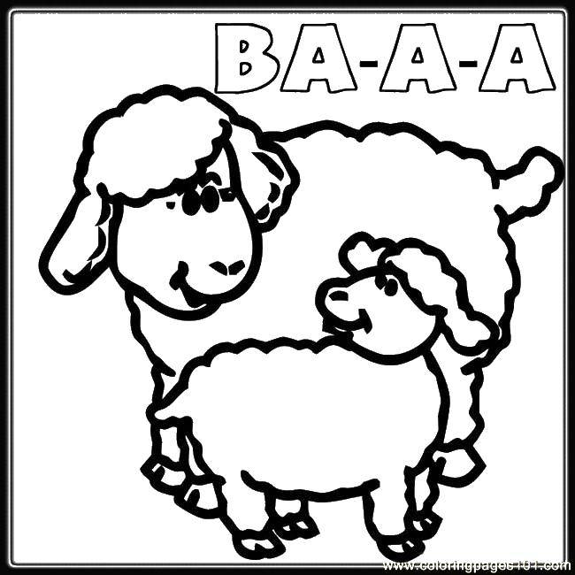 Coloring Sheep. Category Animals. Tags:  animals, sheep, lambs.