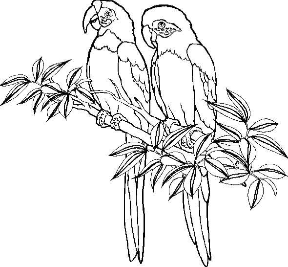 Название: Раскраска Попугайчики сидят на ветке. Категория: Птицы. Теги: попугай, птицы.