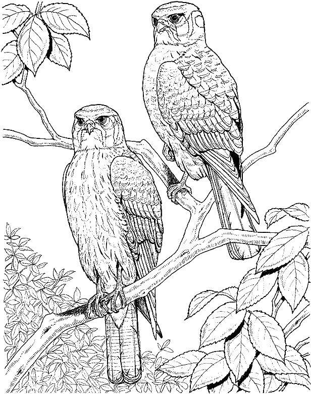 Coloring Birds of prey owls. Category Birds. Tags:  Birds of prey, owls.