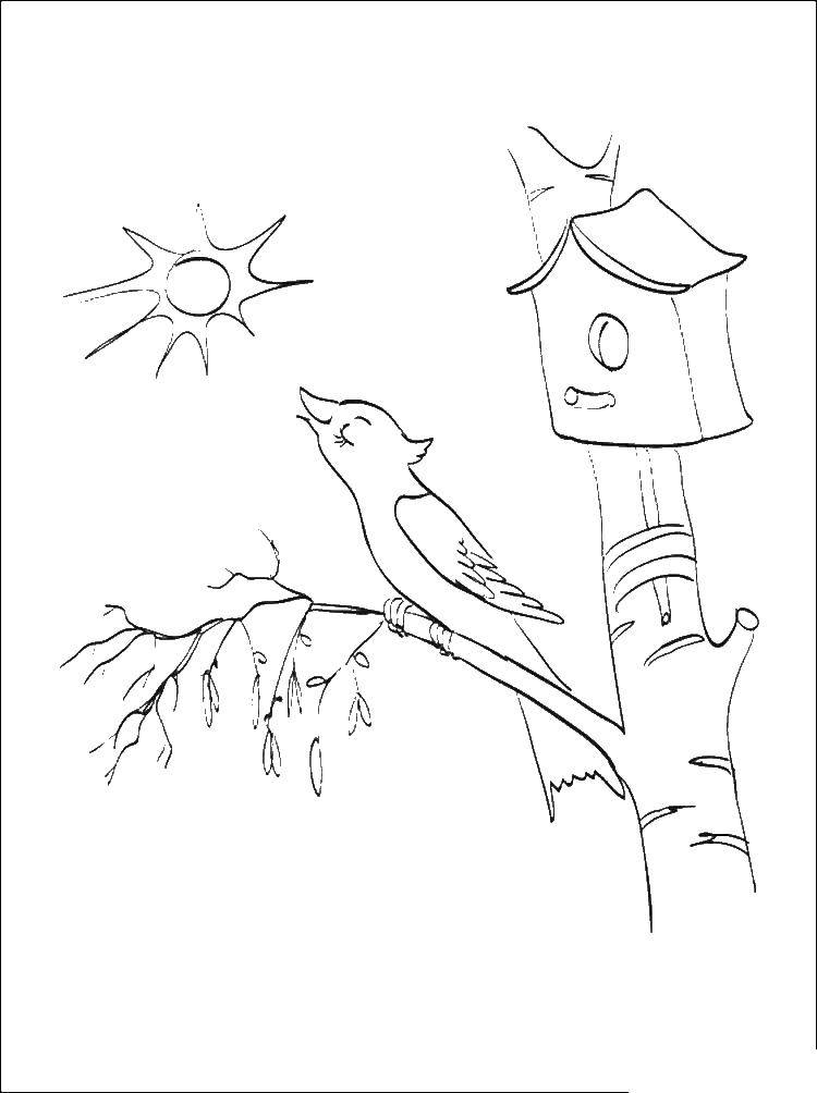 Coloring The Nightingale sings at skvoreshnik. Category birds. Tags:  bird, singing.