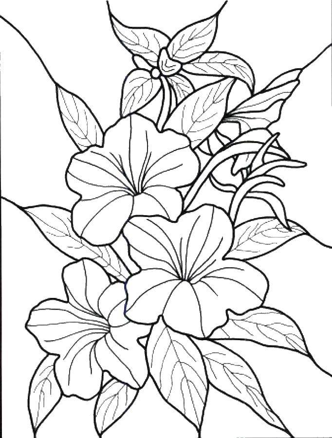 Coloring Three beautiful flower. Category Flowers. Tags:  Flowers, bouquet.