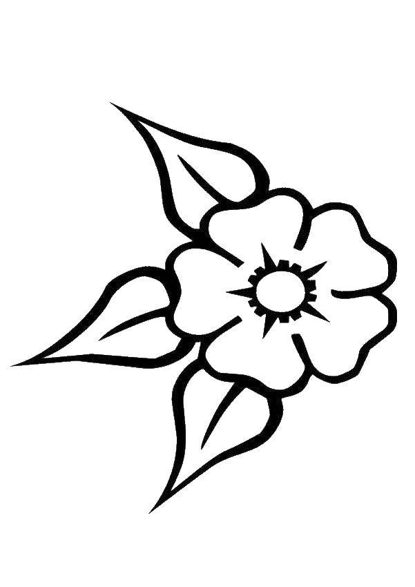 Coloring Flower. Category Flowers. Tags:  Flowers.