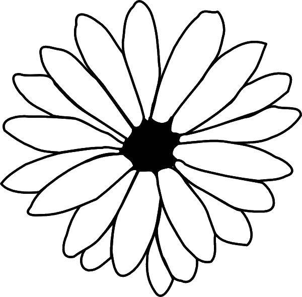 Coloring Daisy flower. Category Flowers. Tags:  Flowers, chamomile.