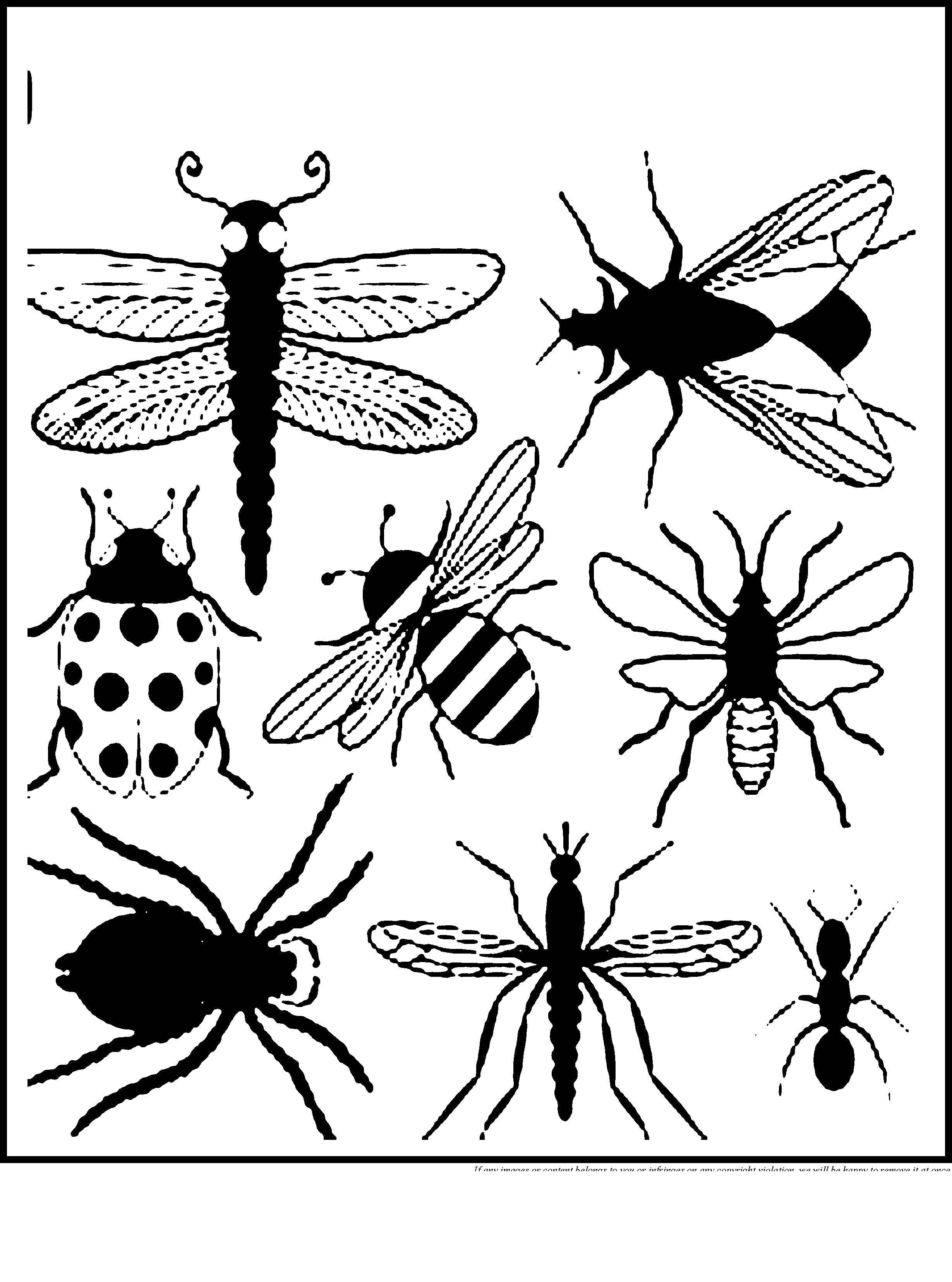Контур насекомых для детей