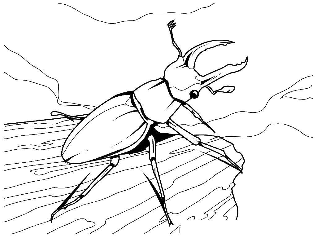 Coloring Horned beetle. Category Insects. Tags:  beetle, deer.