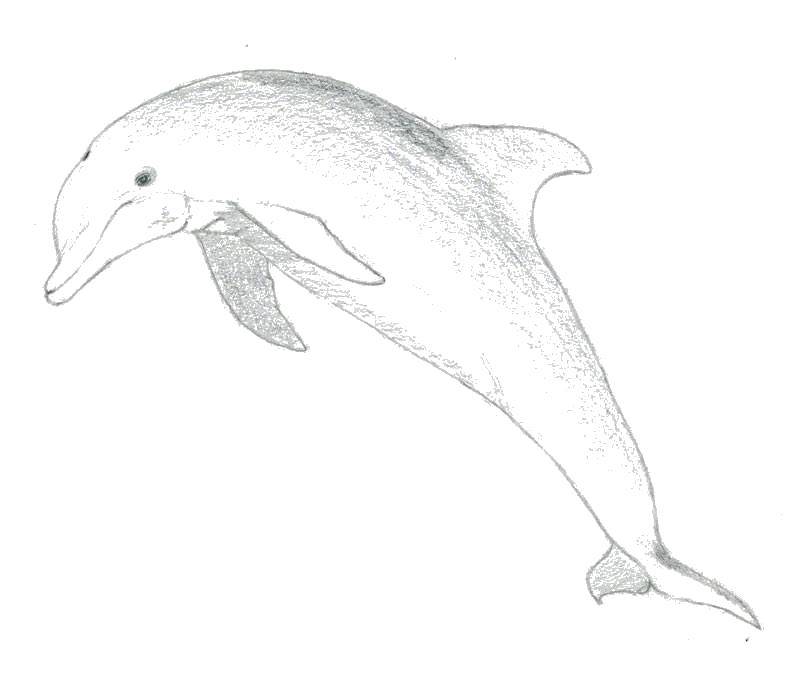Coloring Dolphin. Category marine. Tags:  Dolphin.