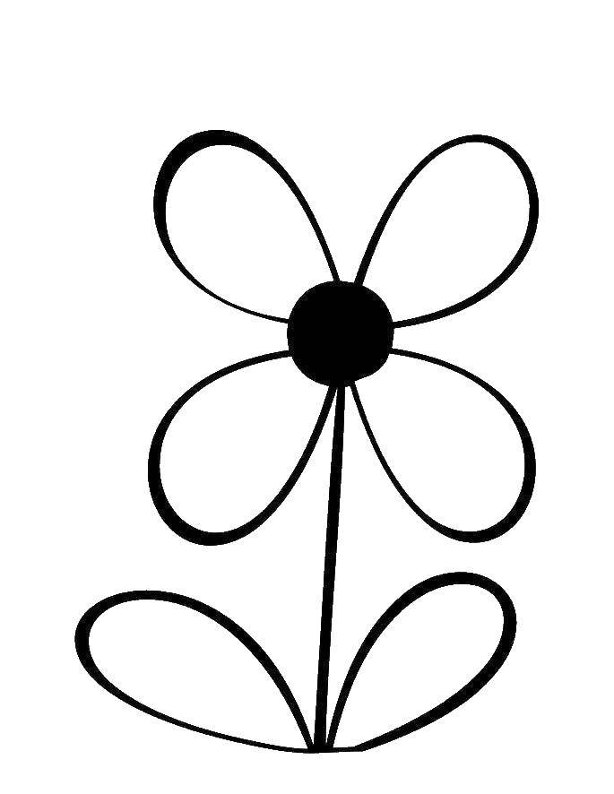 Coloring Doris petals flower. Category Coloring pages for kids. Tags:  Flowers.