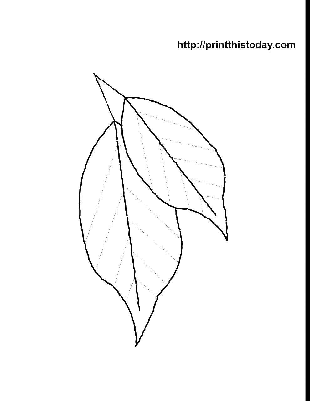 Название: Раскраска Два листочка. Категория: Контуры листьев. Теги: листья, контуры, деревья.