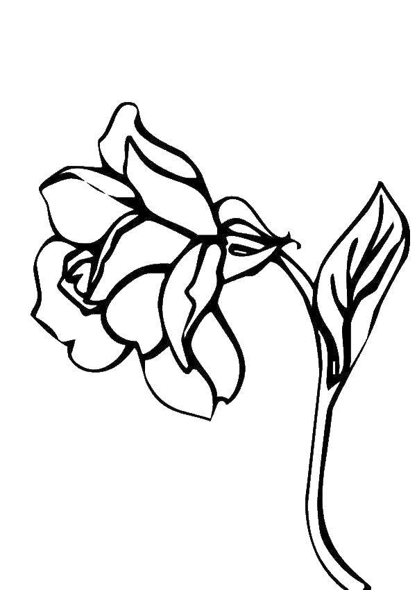 Coloring Sad rose. Category Flowers. Tags:  Flowers, roses.