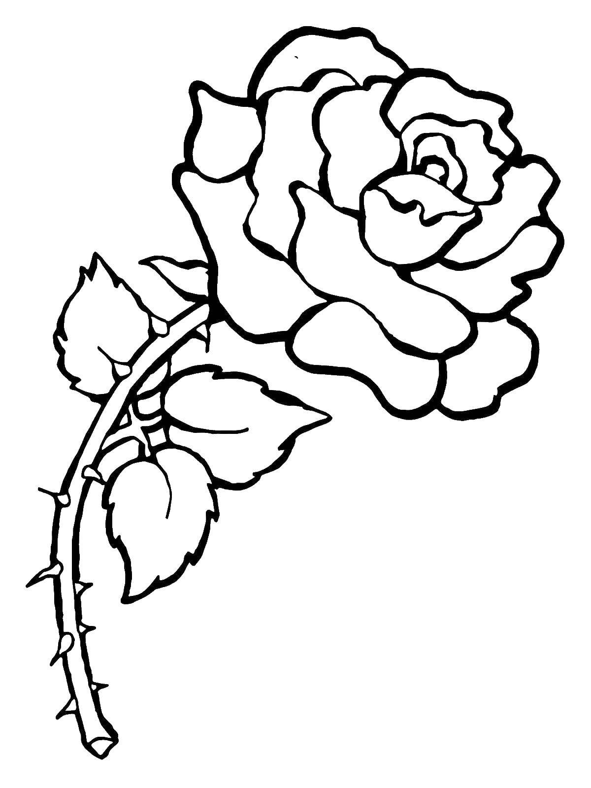 Название: Раскраска Красивая роза с шипами. Категория: Цветы. Теги: Цветы, розы.