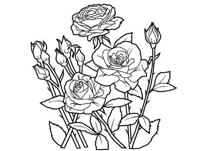 Название: Раскраска Красивый букет роз. Категория: Цветы. Теги: Цветы, розы, букет.