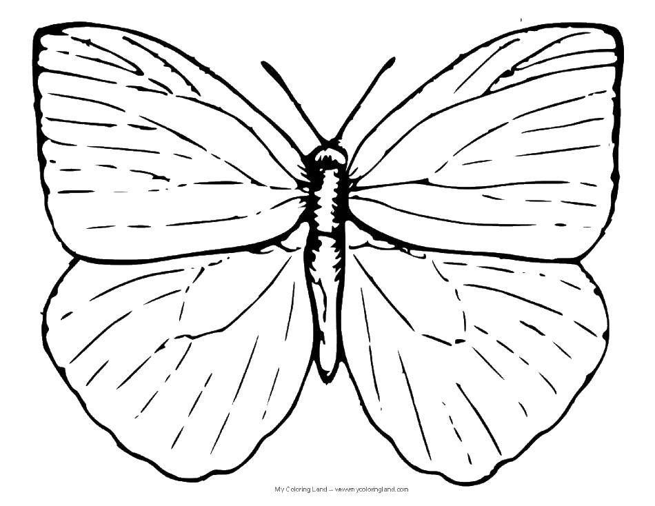 Название: Раскраска Крылышки бабочки. Категория: бабочки. Теги: бабочки, крылышки, насекомые.