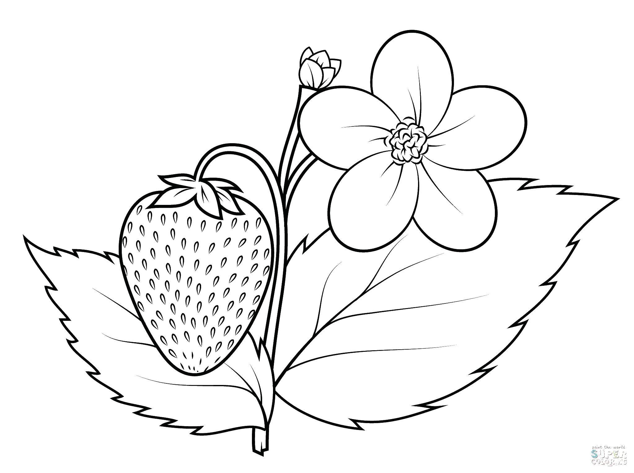 Coloring Bush of strawberry. Category plants. Tags:  plants, berries, strawberries.