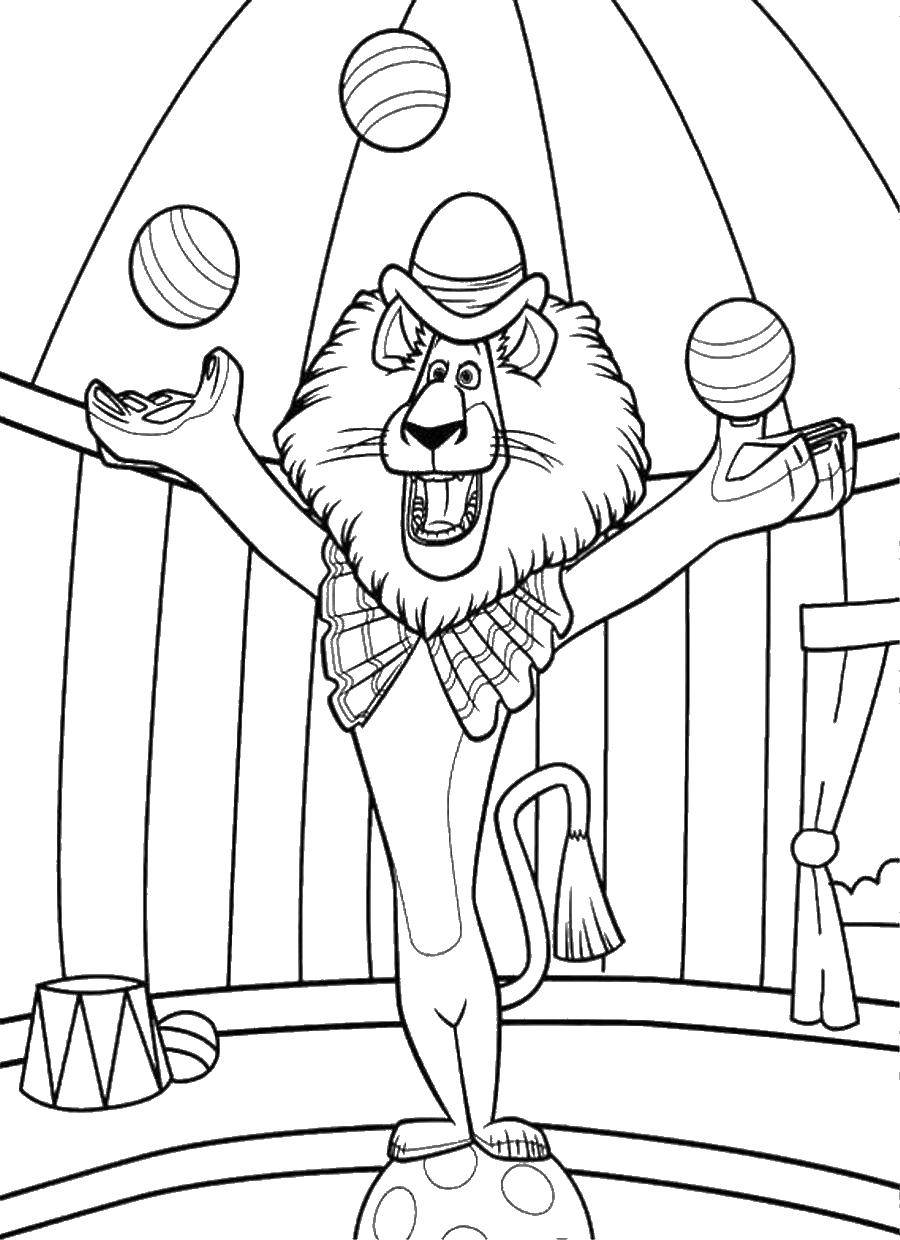 Coloring Lion in the circus. Category circus. Tags:  circus, lions.