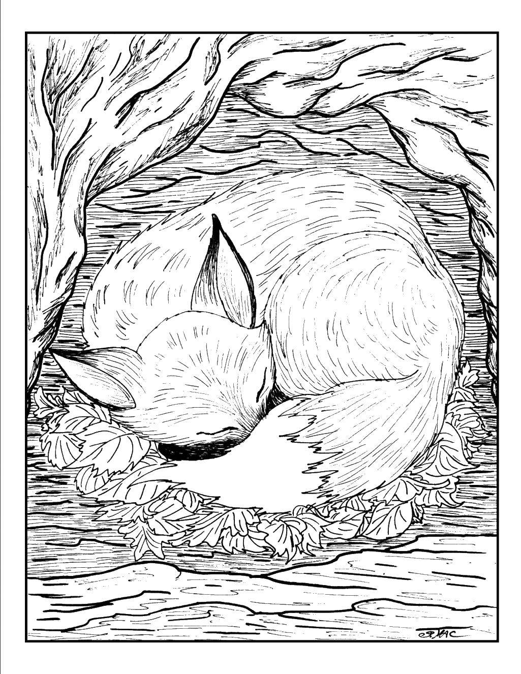 Название: Раскраска Лиса спит в норе. Категория: Животные. Теги: лиса, нора.