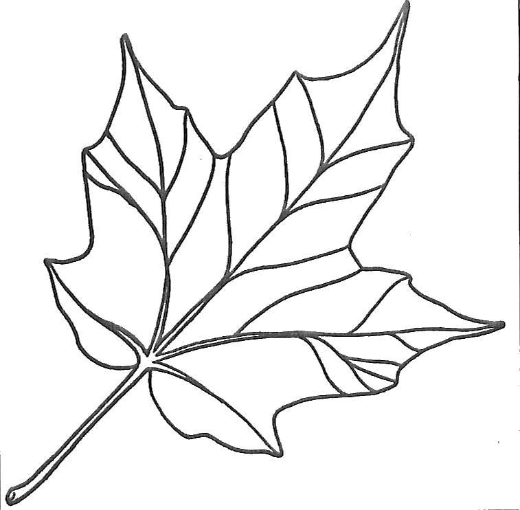 Название: Раскраска Лист.. Категория: Контуры листьев. Теги: листья, контуры, деревья.