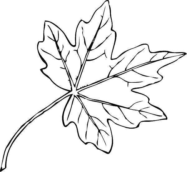 Название: Раскраска Листик.. Категория: листья. Теги: листья, листики, деревья.