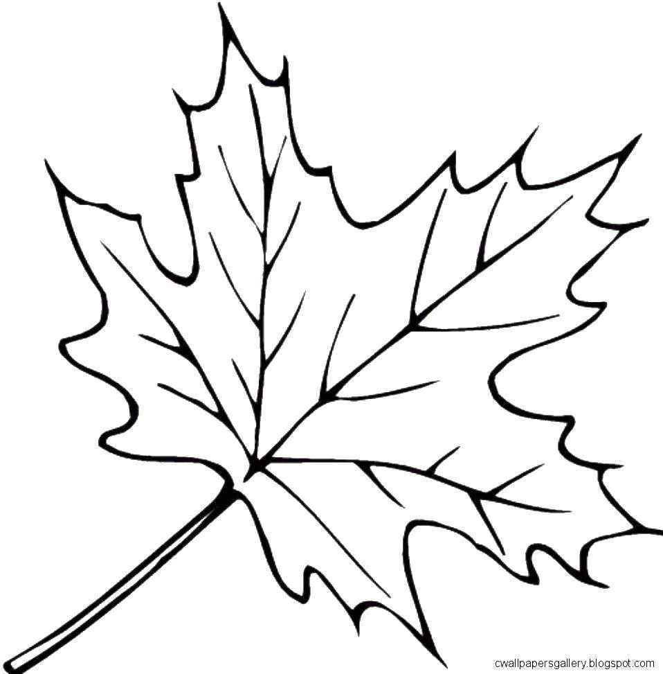Название: Раскраска Листочек с дерева. Категория: листья. Теги: листья, контуры, деревья.
