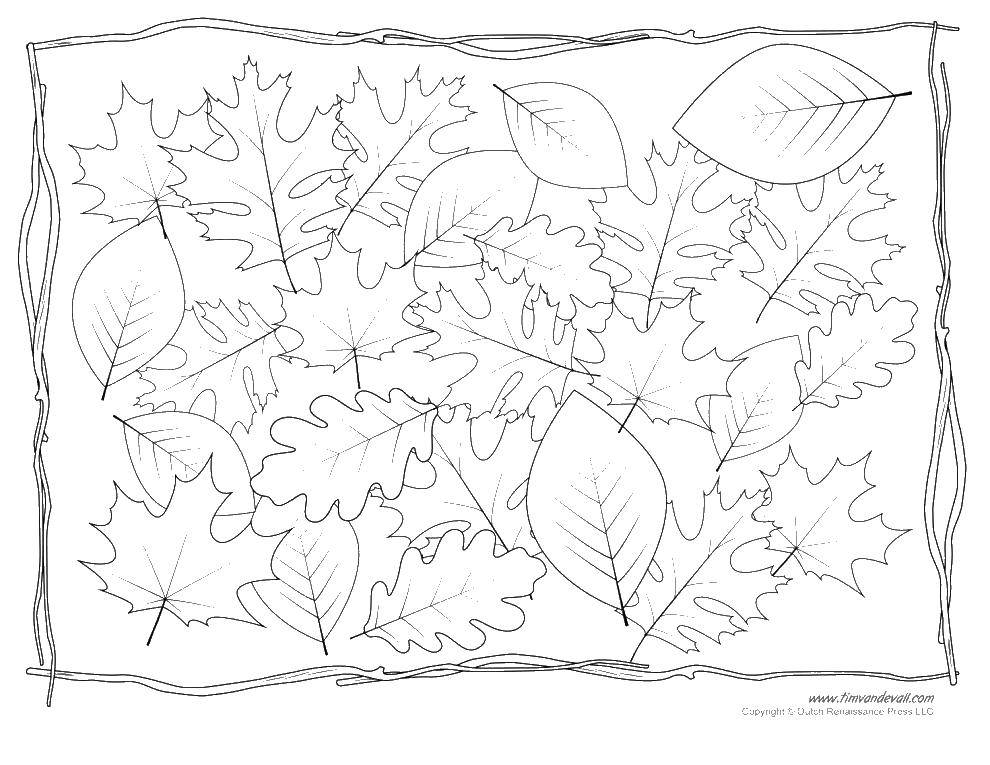 Название: Раскраска Листва.. Категория: листья. Теги: листья, листва, осень.