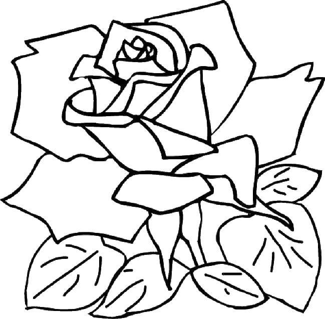 Coloring Sweetheart rosette. Category Flowers. Tags:  Flowers, roses.
