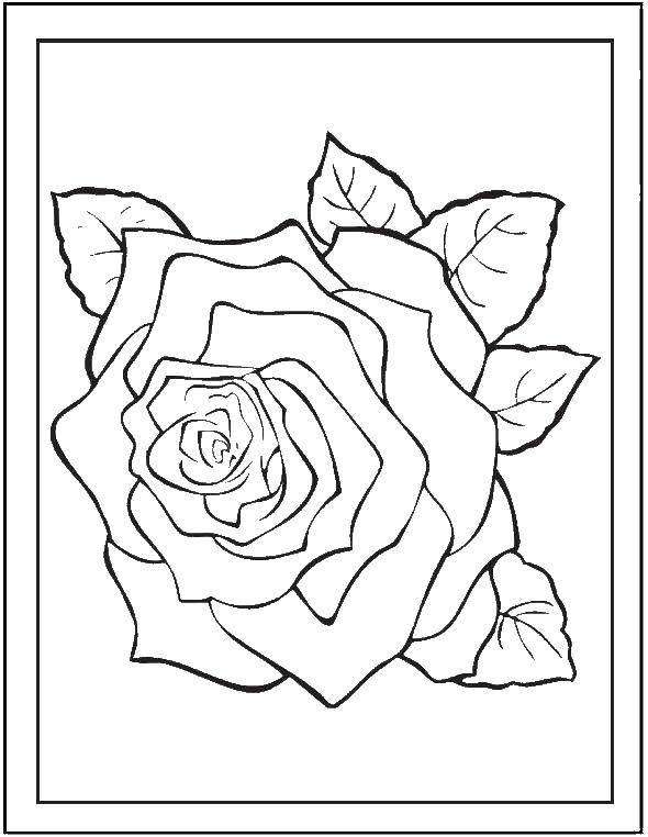Название: Раскраска Одинокая роза. Категория: Цветы. Теги: Цветы, розы.