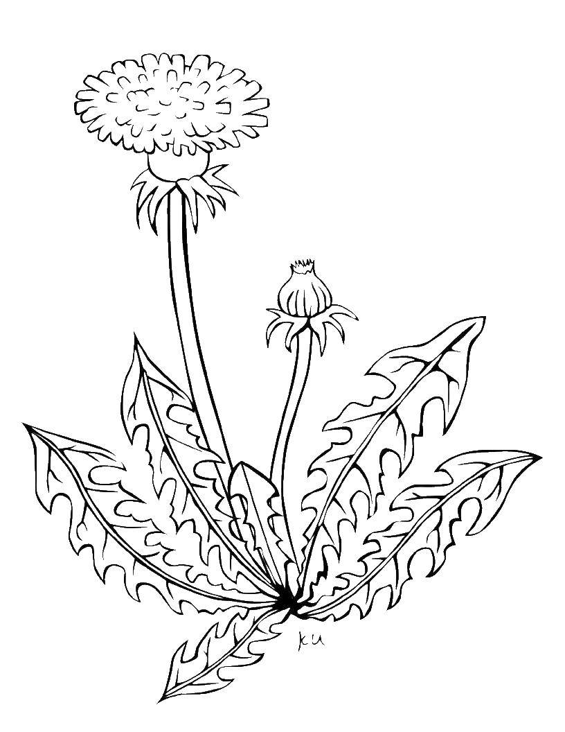Coloring Dandelion. Category Flowers. Tags:  photos.