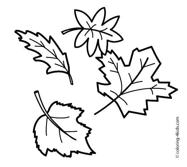Coloring Autumn leaves. Category The contours of the leaves. Tags:  leaves, paths, trees, autumn.