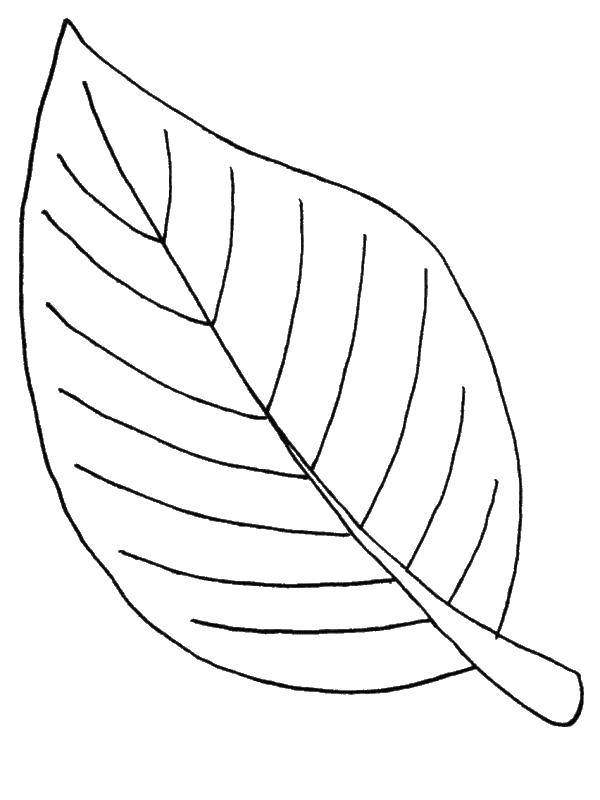 Название: Раскраска Простой лист. Категория: Контуры листьев. Теги: листья, контуры, деревья.