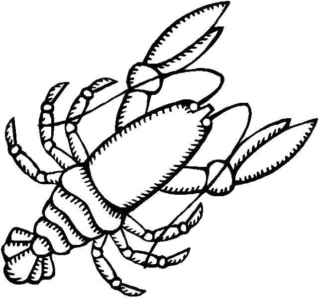 Coloring Cancer is a large group of arthropods. Category marine. Tags:  cancer, sea.