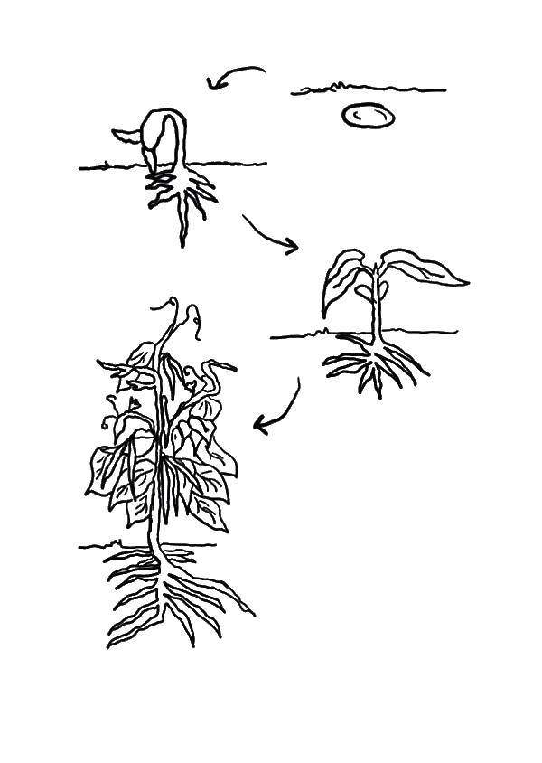 Coloring Plants. Category plants. Tags:  plants, nature.