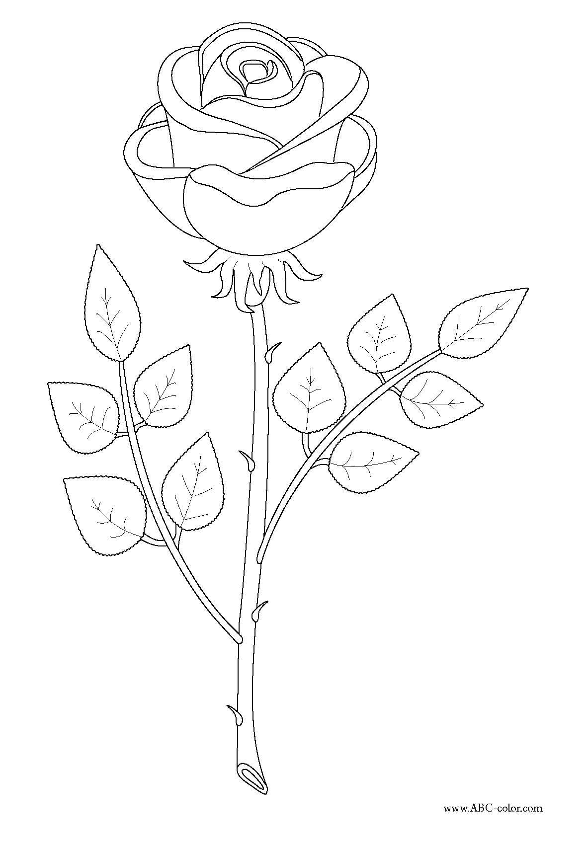 Название: Раскраска Рисунок роза с шипами. Категория: домашние животные. Теги: Роза.