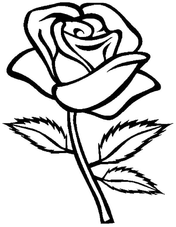 Название: Раскраска Роза без шипов. Категория: Цветы. Теги: Роза.