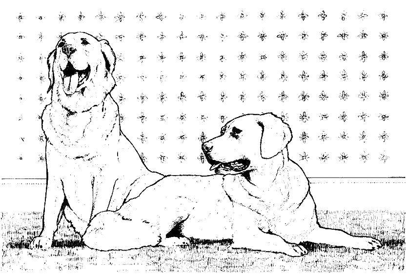 Coloring Dogs rest. Category dogs. Tags:  dogs, doggies, animal, animals.