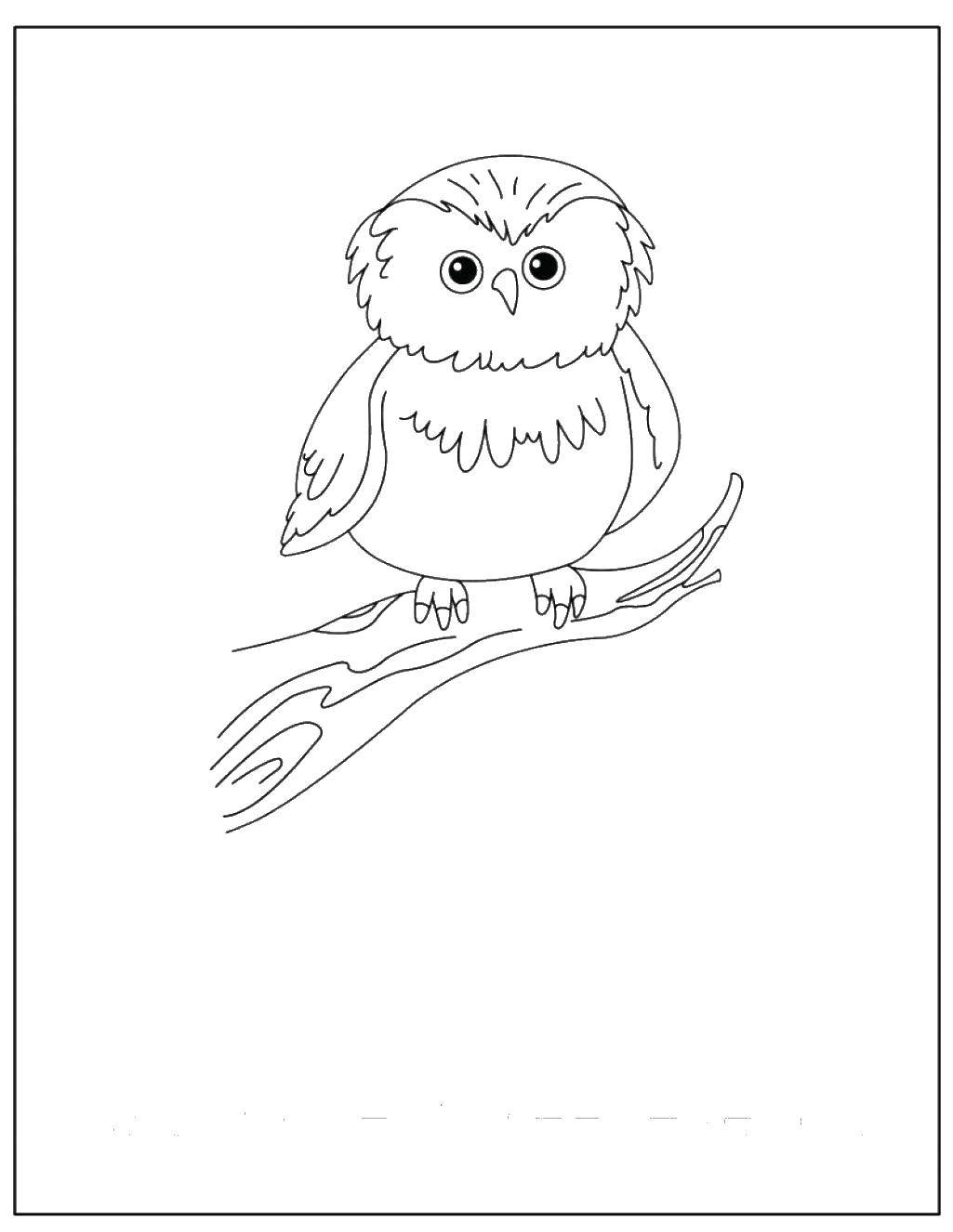 Coloring Owl on the branch. Category Nature. Tags:  nature, branch, owl.