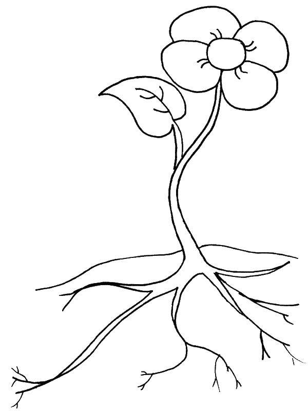 Название: Раскраска Ццветок с корнями. Категория: растения. Теги: растения, цветы, цветочек.