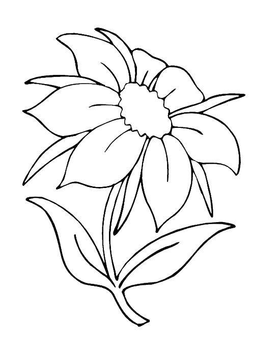 Coloring Flower. Category Flowers. Tags:  Flowers.