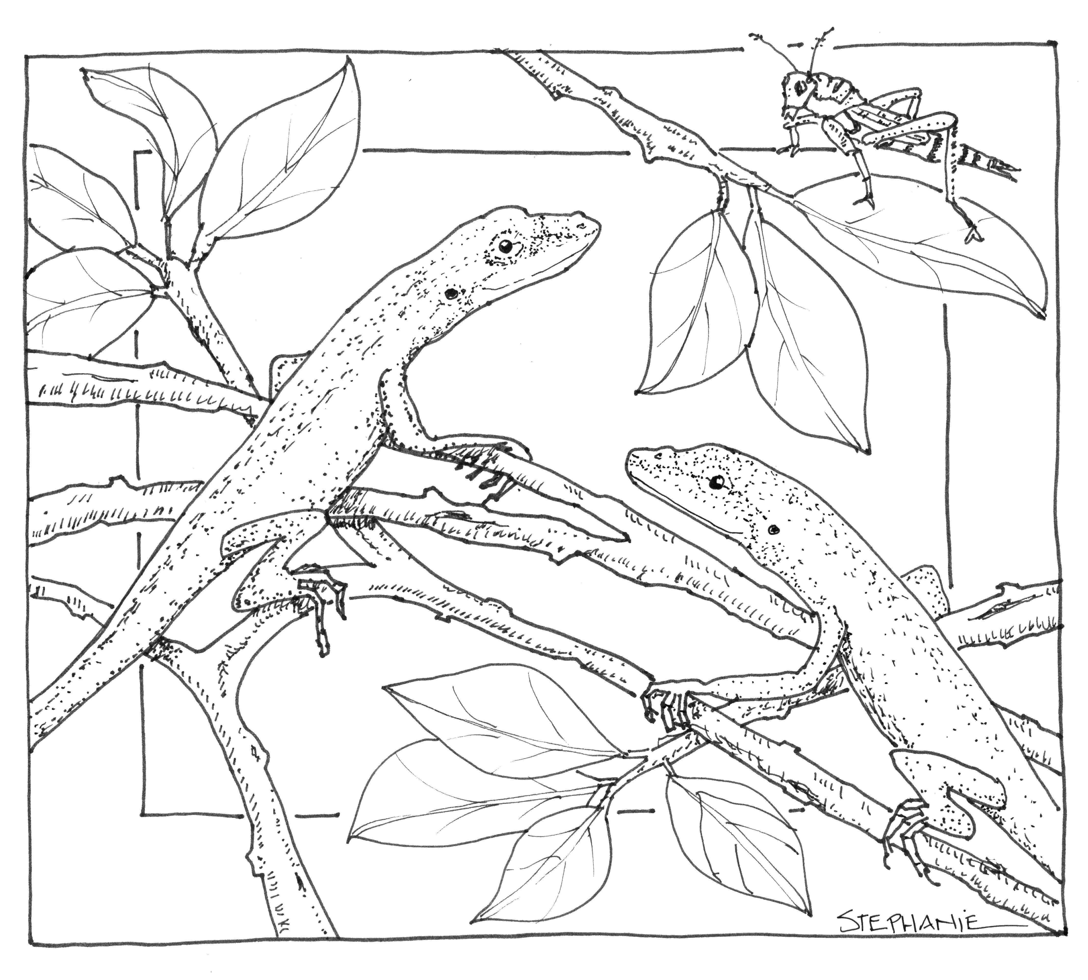Coloring Lizards. Category Nature. Tags:  nature, reptiles, lizards.