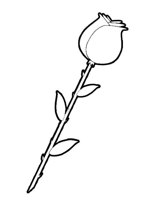 Coloring Closed Bud roses with thorns. Category Flowers. Tags:  Flowers, roses.