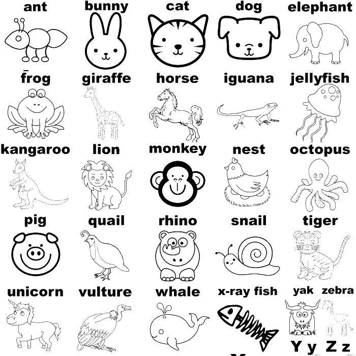 Название: Раскраска Животные на английском. Категория: Английский алфавит. Теги: алфавит, буквы, животные.