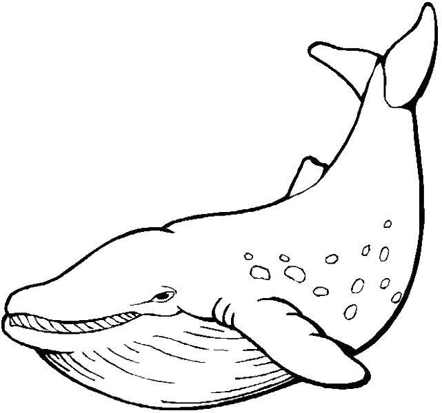 Название: Раскраска морские млекопитающие из отряда китообразных. Категория: морское. Теги: морские млекопитающие, кит.