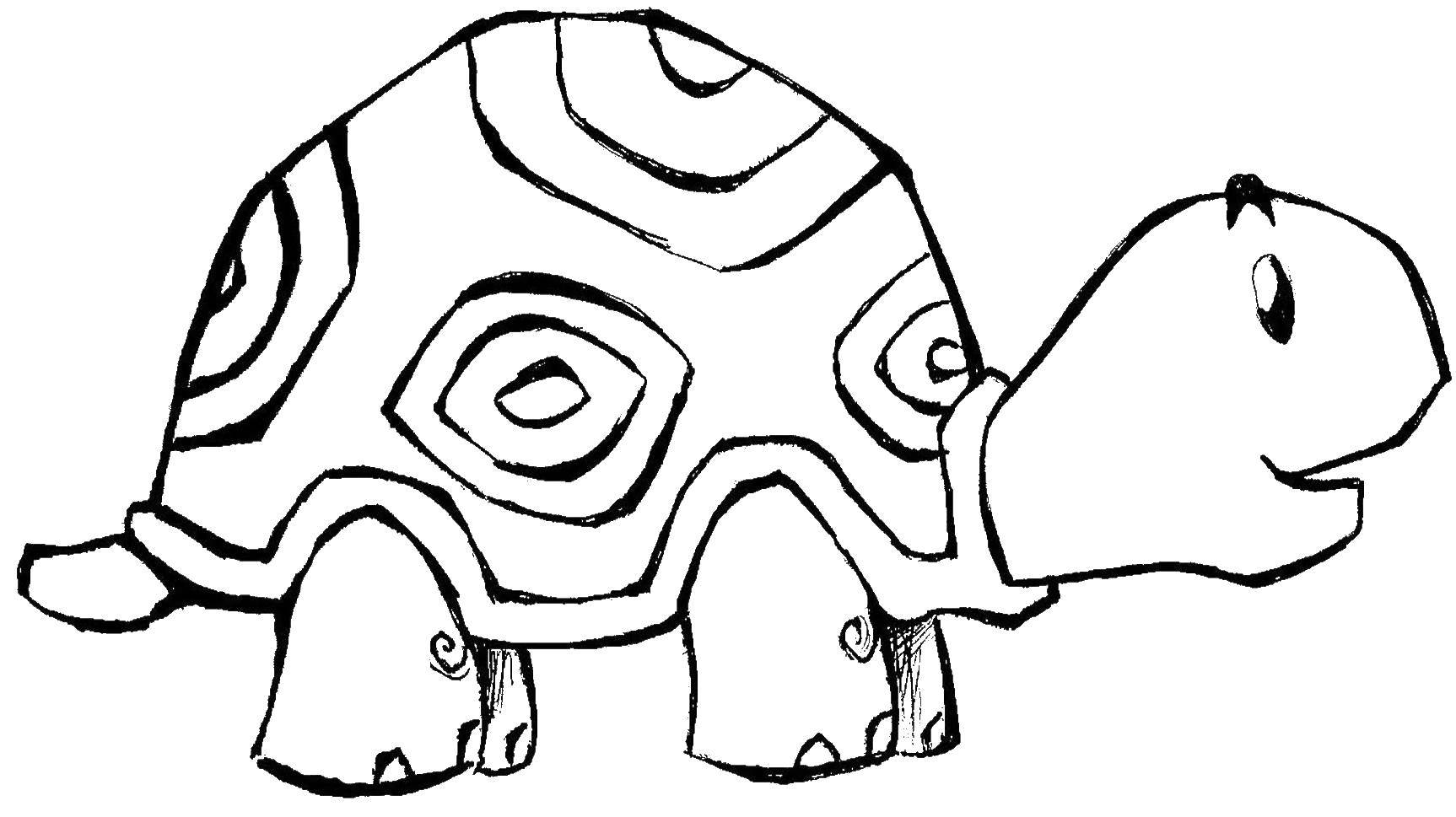 Coloring Turtle. Category animals. Tags:  Turtle.