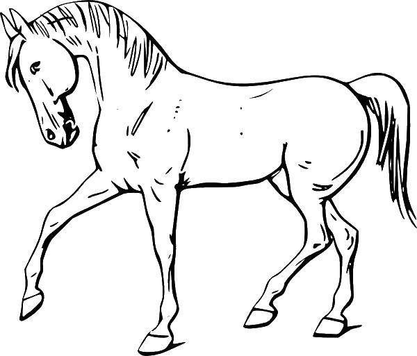 Название: Раскраска Грациозная лошадь. Категория: животные. Теги: Животные, лошадь.