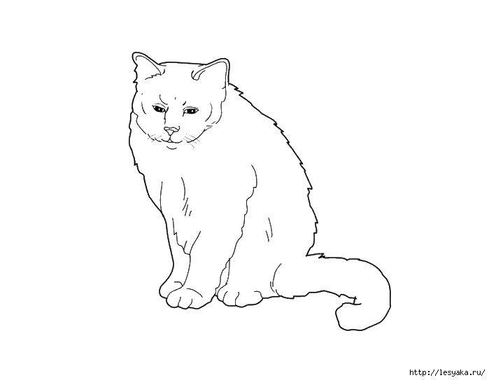 Название: Раскраска Грустный котик. Категория: котики. Теги: котики, животные, кошечка.