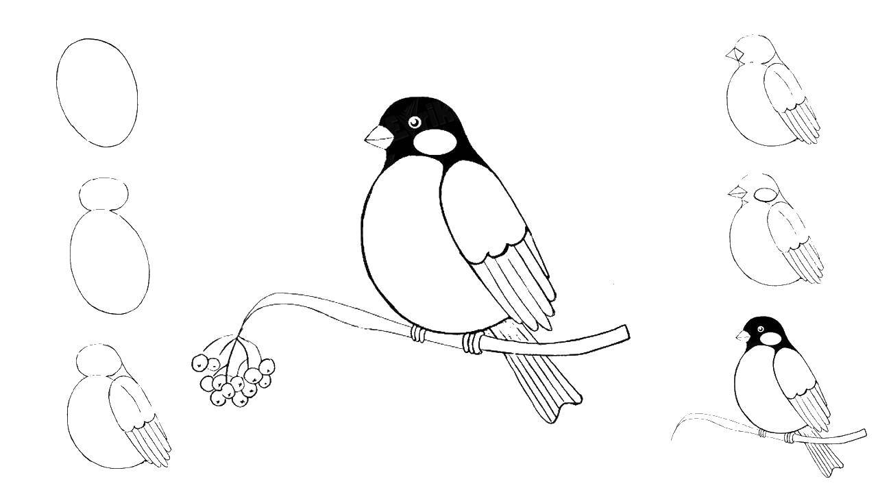 Название: Раскраска Как нариосовать снегиря. Категория: как нарисовать поэтапно карандашом. Теги: как нарисовать, животные, птички.