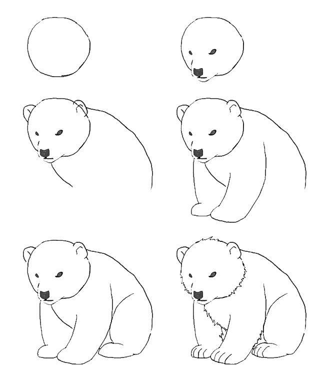 Coloring How to draw a bear. Category how to draw an animal in stages. Tags:  how to draw, animals, bear.