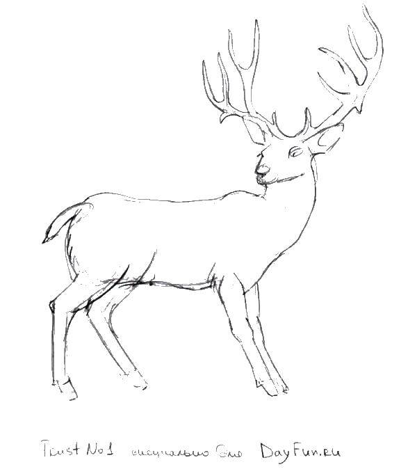 Coloring Outline of reindeer. Category how to draw an animal in stages. Tags:  contour, deer, horns.