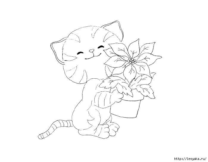 Название: Раскраска Кошечка с цветком. Категория: котики. Теги: котики, кошки, цветы.