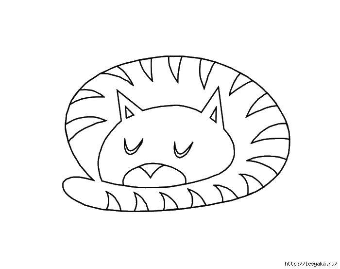 Coloring Kitty curled into a ball. Category seals. Tags:  seals, cats, animals.